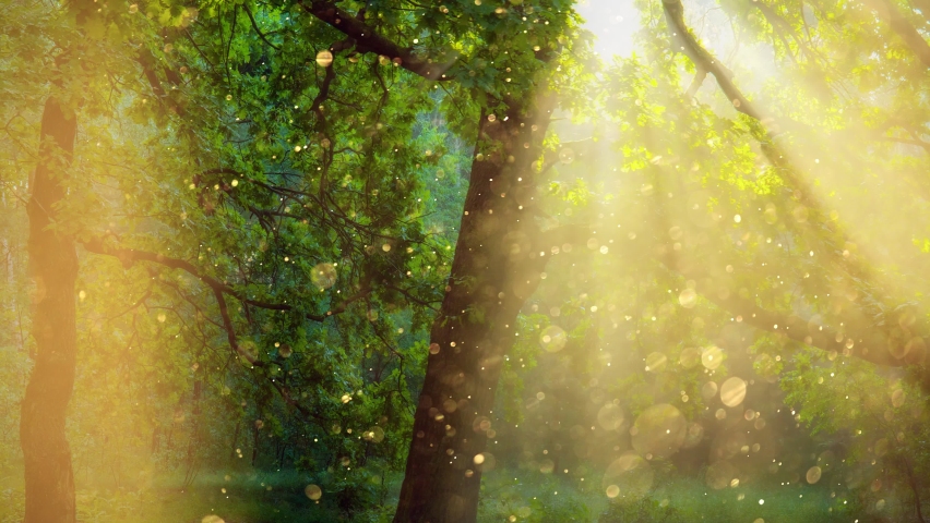 Fairytale forest early tour. Gold dust floats in the air and is illuminated by the rays of the dawn sun. Bright sun rays make their way through the branches of the tree. Magic of nature concept | Shutterstock HD Video #1063231564