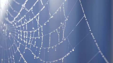 A close up view of rain droplets on a spider web.