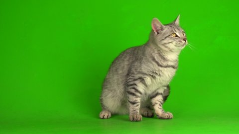 Tabby gray cat kitten playing green screen background.