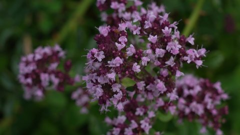 Closeup view 4k video of beautiful purple flowers growing in summer garden outdoors.