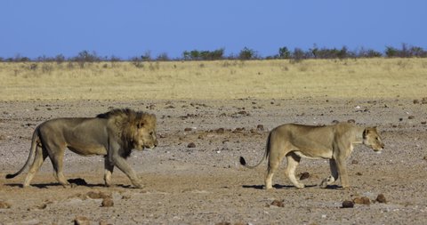 Close-up side view of a male lion and female lioness walking in slow motion, Etosha National Park, Namibia