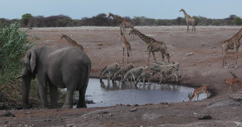Close-up view of a diverse herd of animals including zebra,impala,giraffe and an elephant drinking at a waterhole in Etosha National Park, Namibia