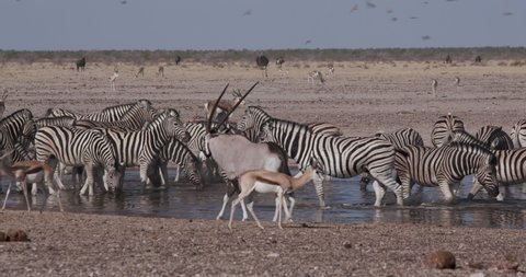 Time lapse view of a diverse herd of animals including zebra, springbok, wildebeest ,ostrich drinking at a waterhole in Etosha National Park, Namibia