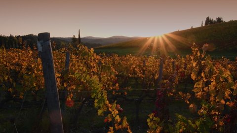 Autumn season, the sun's rays illuminate the colorful leaves of the Chianti vineyards. Chianti Classico area near Florence, Tuscany. Italy.