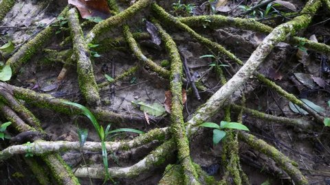 Tree Roots Covered with Moss in Tropical Rainforest. Roots of Green Tree Intertwined Each Other in Forest. Nature Conservation Concept. Magical Forest in Thailand
