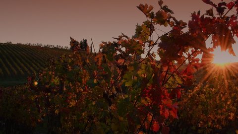 Chianti Classico area near Florence, Tuscany. The sunset light illuminates the colorful leaves of the Chianti vineyards in the autumn season. Italy.