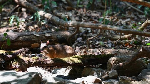 Lesser Mouse-deer, Tragulus kanchil; an individual seen skittish and shy, carefully looking around for predators just behind a fallen log in the jungle of Kaeng Krachan National Park.