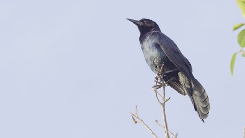 grackle calling while perched high on branch with blue sky in background