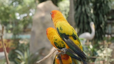 Sun conure parrot perched on a stick