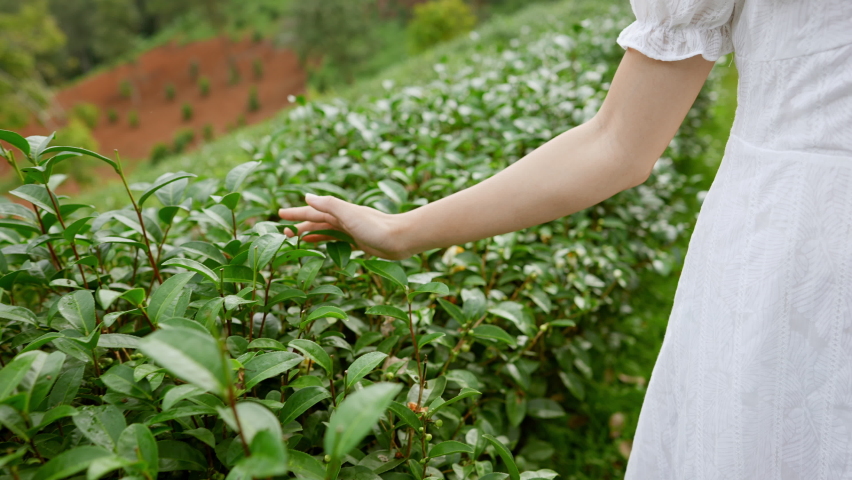 4k Young Asian woman using hand touching and stroking tea plant leaf while walking on tea plantation farm. Pretty girl relax and enjoy walking in nature on agricultural field in fresh summer morning. Royalty-Free Stock Footage #1063251250