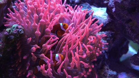 clownfish pair hosting sea anemone symbiosis