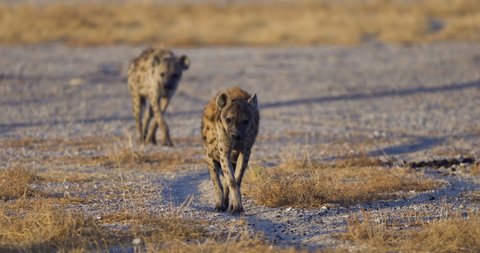 Close-up view of a Spotted Hyena walking towards the camera, Etosha National Park, Namibia
