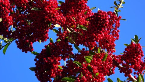 Pyracantha or firethorn, red fruits of an evergreen against a blue sky.