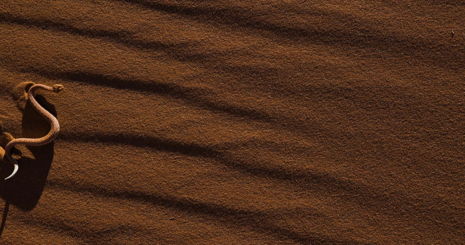 Slow motion view of a Peringuey's adder, desert adder, side winding adder moving across the desert sand, Namib Desert, Namibia Royalty-Free Stock Footage #1063260331