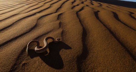 Incredible view of a Peringuey's adder,desert adder, side winding adder moving across the desert sand, Namibia