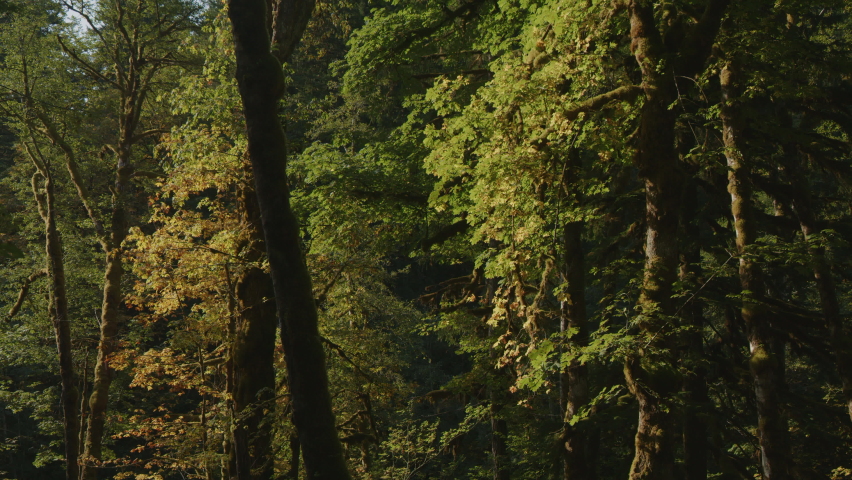 Panning shot of trees in dense green forest . Packwood, Washington, United States