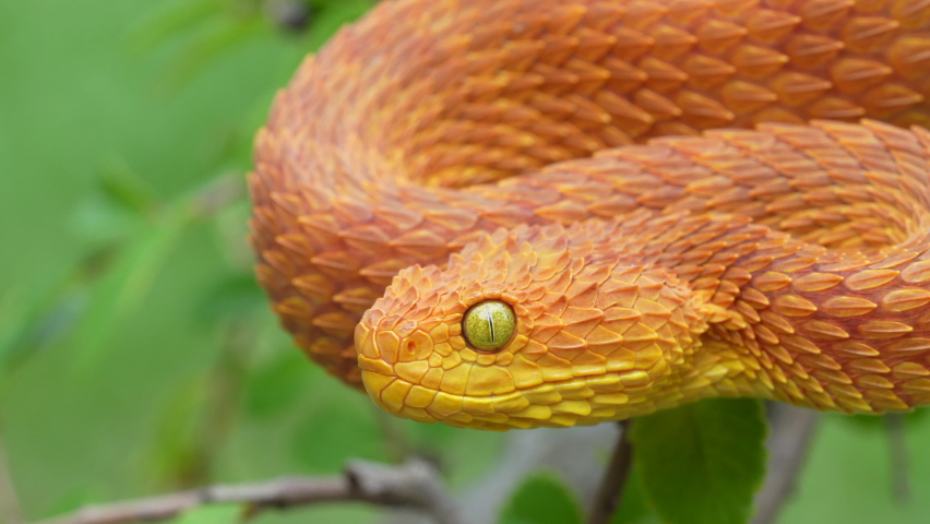 Venomous Viper Snake image - Free stock photo - Public Domain photo ...