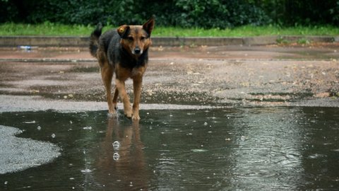 Homeless stray roving dog gets wet in the rain