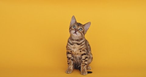 Expensive bengal kitten on yellow background. Little isolated cat sitting onthe path. Charming small leopard with rosette markings