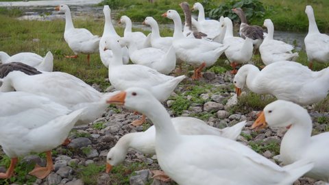 White village geese walk across the field.