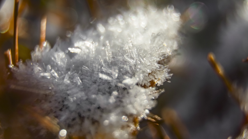 Close up macro timelapse of snow melting on a leaf Royalty-Free Stock Footage #1063271464