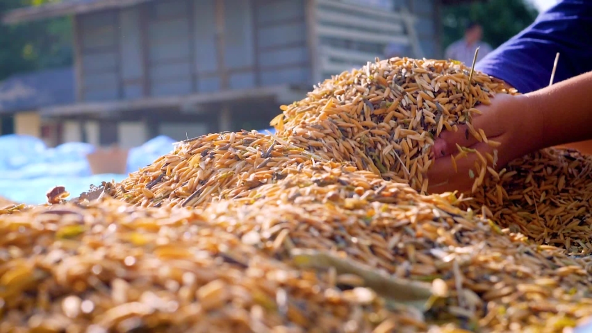 Children's hands holding golden paddy rice seeds, Rice seeds are dried in the sun after being harvested from rice fields. Slow motion | Shutterstock HD Video #1063274872