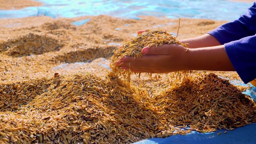 Children's hands holding golden paddy rice seeds, Rice seeds are dried in the sun after being harvested from rice fields. Slow motion | Shutterstock HD Video #1063274875