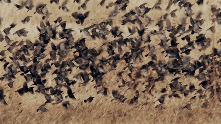 Flock of red-winged blackbirds flying together over field as the move over the golden grass.