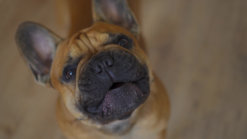 French bulldok buldog puppy small dog pet funny muzzle barks security begs for a treat asks for a walk. Lovely close up face. Cute thoroughbred animal home. Training. Gimbal footage for your film 4k Royalty-Free Stock Footage #1063280770