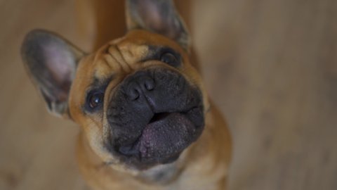 French bulldok buldog puppy small dog pet funny muzzle barks security begs for a treat asks for a walk. Lovely close up face. Cute thoroughbred animal home. Training. Gimbal footage for your film 4k