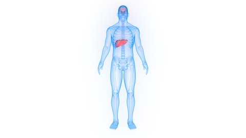 Human Internal Digestive Organ Liver Anatomy Animation Concept. 3D