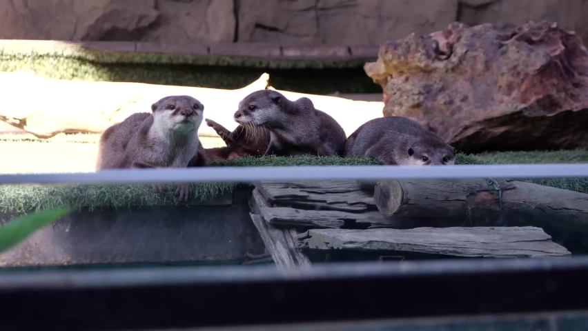 After the show, many otters rested near the water.