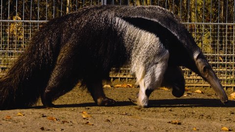 Close up of anteater walking along a fence.	
