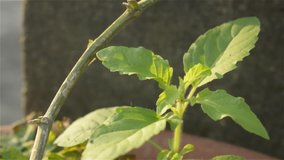 Tulasi green tree plant (Ocimum tenuiflorum, commonly known as holy basil or tulsi) video footage taken in morning sunlight. Nature background. Use in Ayurveda in traditional medicine herbal green tea