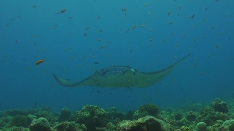 Manta ray swimming towards camera close up.