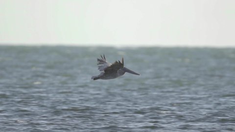 brown pelican glides and flies along the ocean and sky in slow motion
