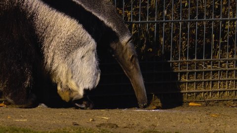 Close up of anteater walking along a fence.	