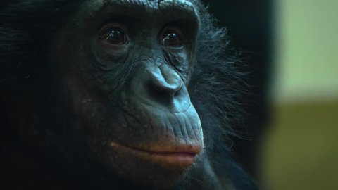 Close up of female bonobo face looking aound.	