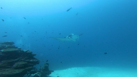 Big Manta ray swim and hover over the cleaning station with many tropical fish around, underwater footage, Maldives, South Ari Atoll. 