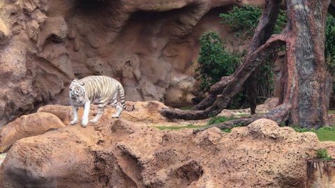 A young white tiger walks slowly among green plants, rocks, fallen trees, stones. It passes near a small waterfall and another white tiger in Loro Parque Zoo, Tenerife Island, Canaries
