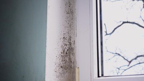 The condensation and black mould around windows. Mildew growth in house. Stachybotrys chartarum is a greenish-black mold