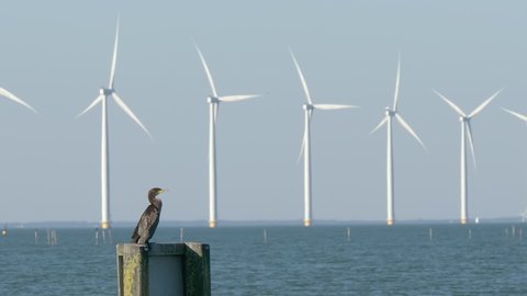 Seabird (european shag) with offshore wind turbine farm on the background. Urk, Flevoland, The Netherlands.