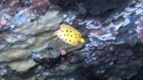 
Yellow Boxfish (Ostracion cubicus) Under Ledge - Philippines 