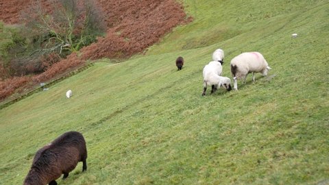 Black and white sheep grazing on steep grass banking on a dull winter day Huddersfield Yorkshire England 02-12-2020 by Roy Hinchliffe