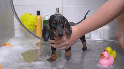 Owner carefully washing little black and tan dachshund puppy standing on ceramic floor and having a bath shower. Favorite duck toys, bottle with gel and shampoo are near.