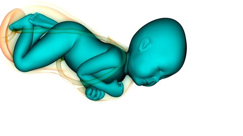 Normal Labor and Vaginal Birth Anatomy Animation Concept. 3D