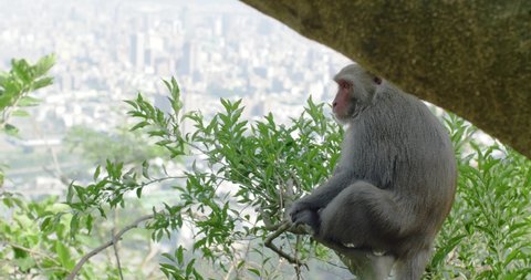 A Formosan Rock Macaque monkey in a tree looking at the city Kaohsiung, Taiwan. Cute animal relaxing in nature while natural habitat is restricted and endangered by humans and climate change. 4K.