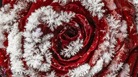  Freezing red rose, ice and snow crystals forming on the flower petals close up frost, macro, 4k. Top view. Morning dew
