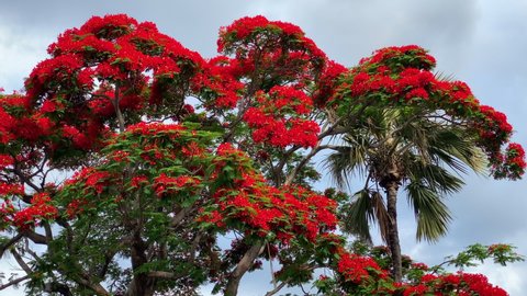 Flamboyant Tree Stock Video Footage 4k And Hd Video Clips Shutterstock