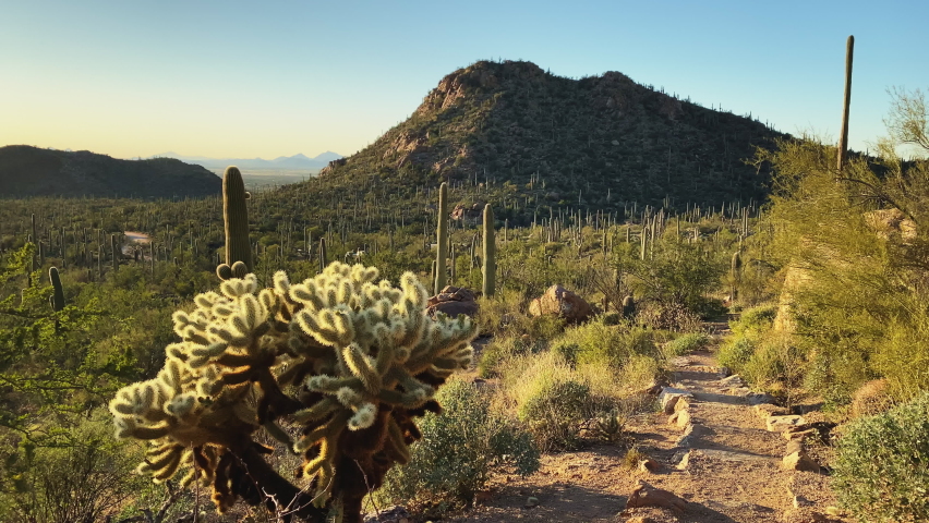 Cholla cactus in golden sunset light along a hiking trail at Saguaro National Park, Tucson, Arizona, USA. Panorama left to right.